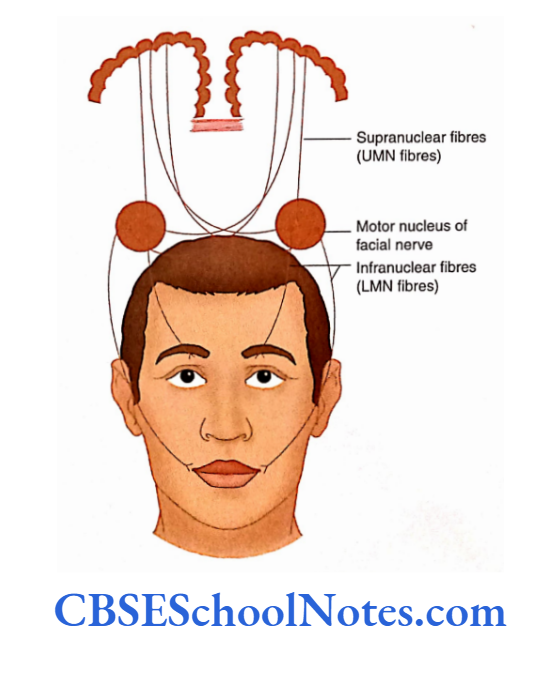 Cranial Nerve Nuclei And Functional Aspects Connections of facial nerve nuclei
