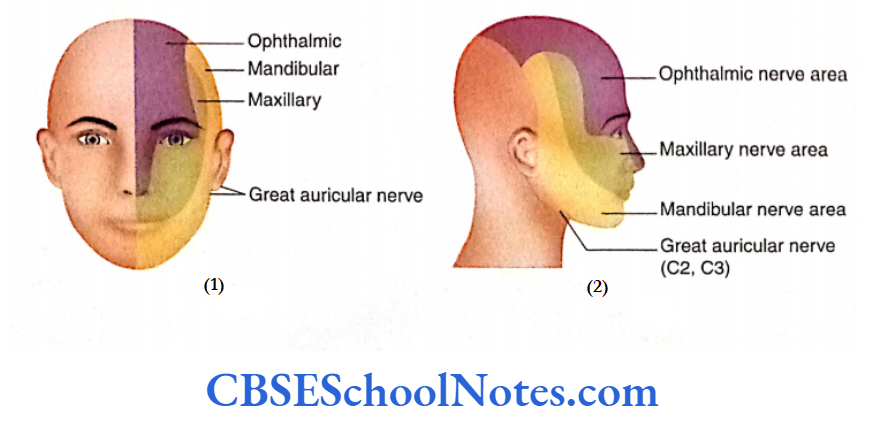 Cranial Nerve Nuclei And Functional Aspects Cutaneous territory of three divisions of the trigeminal nerve