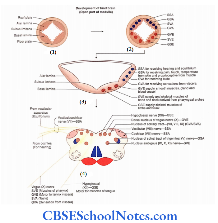 Cranial Nerve Nuclei And Functional Aspects Development of Cranial Nerve In the Brainstem