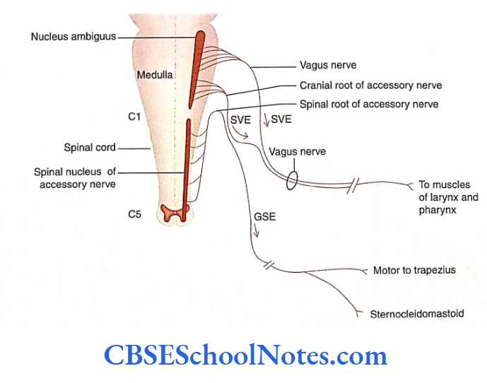 Cranial Nerve Nuclei And Functional Aspects Functional components of the accessory nerve