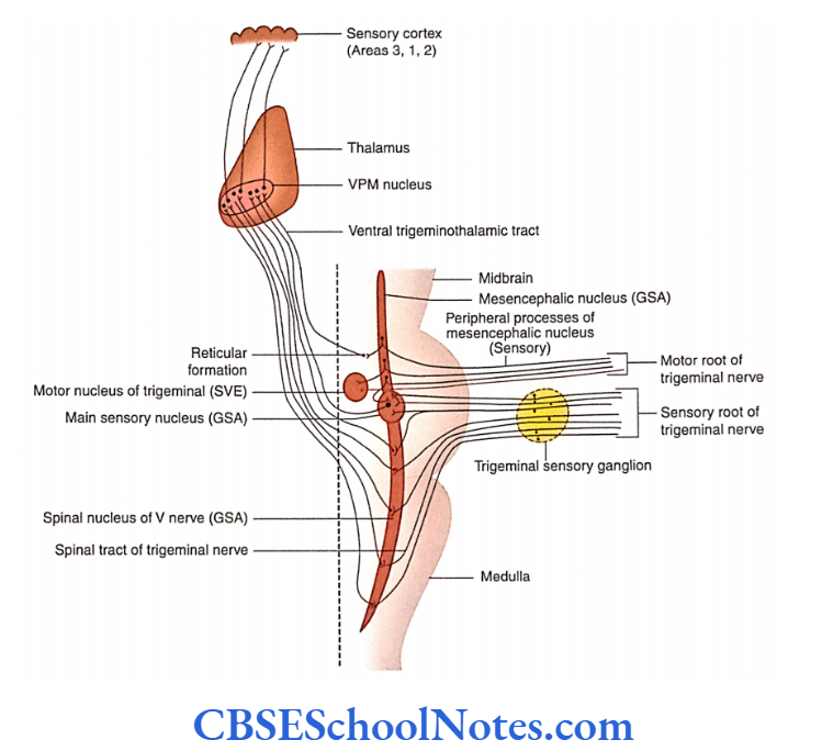 Cranial Nerve Nuclei And Functional Aspects General somatic afferent column of the V cranial nerve.
