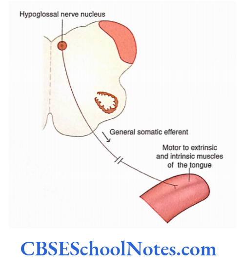 Cranial Nerve Nuclei And Functional Aspects General somatic efferent component of the Hypoglossal Nerve
