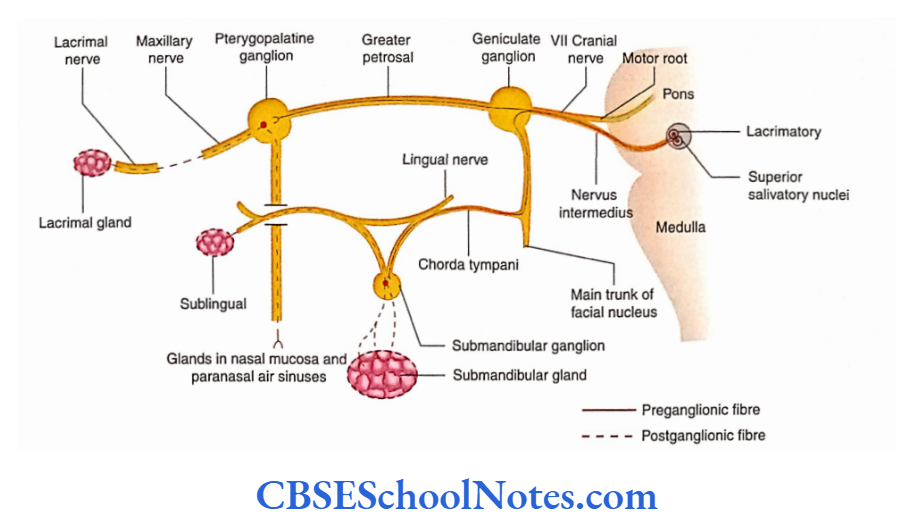 Cranial Nerve Nuclei And Functional Aspects General visceral efferent (parasympathetic) component of the facial nerve