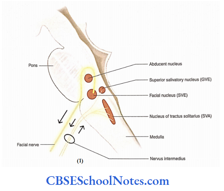 Cranial Nerve Nuclei And Functional Aspects Orgin Of Facial Nerve From Its Nuclei