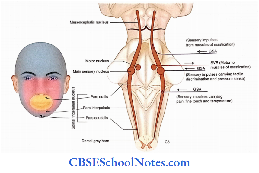 Cranial Nerve Nuclei And Functional Aspects Posterior view of the brainstem, after removal of cerebellum, showing the principal (main) sensory nucleus