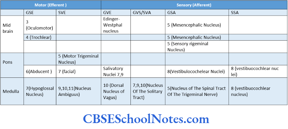 Cranial Nerve Nuclei And Functional Aspects Various Functional Nuclear Columns And Cranial Nerve Nuclei Of Brainstem
