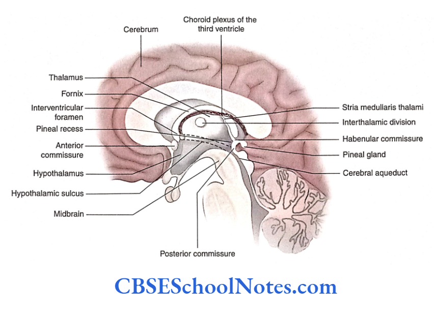 Die ncephalon 1 Thalamus, Metathalamus and Epithalamus Midsagittal section of brain showing thalamus, hypothalamus and metathalamus