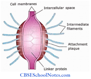 Desmosomes Example Types Of Epithelial Tissue Notes - CBSE School Notes