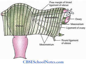 Pelvis Anatomy Notes - CBSE School Notes
