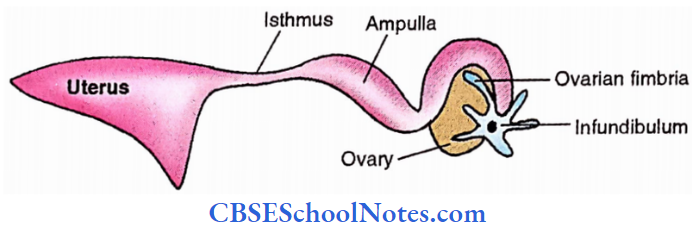 Fallopian Tube Relation Of Fallopian Tube With Ovary