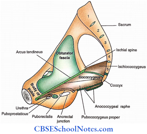 Floor Of Pelvis (Pelvic Diaphragm) Medial View Of Right Half Of The Pelvic Diaphragm In Male