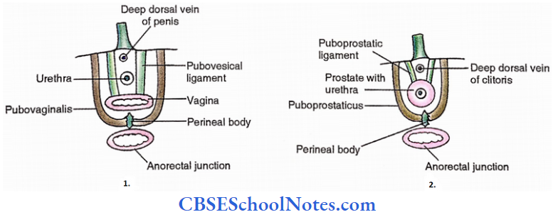 Floor Of Pelvis (Pelvic Diaphragm) Most Anterior Fiber Of The Pubococcygeus Female And Male