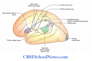 Functional Cerebral Areas Of Cerebral Cortex Notes - CBSE School Notes