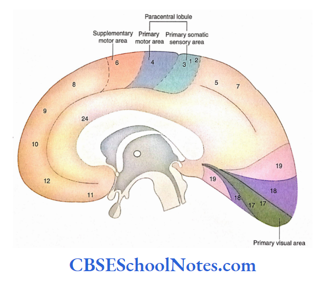 Functional Areas Of Cerebral Cortex Brodmann's map numbers and functional areas on the cerebral hemisphere 2