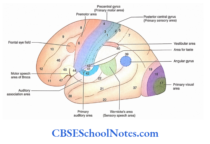 Functional Areas Of Cerebral Cortex Brodmann's map numbers and functional areas on the cerebral hemisphere,