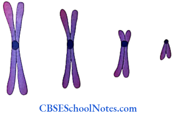 Genetics In Dentistry Chromosomes And Their Classification Classification of chromosomes