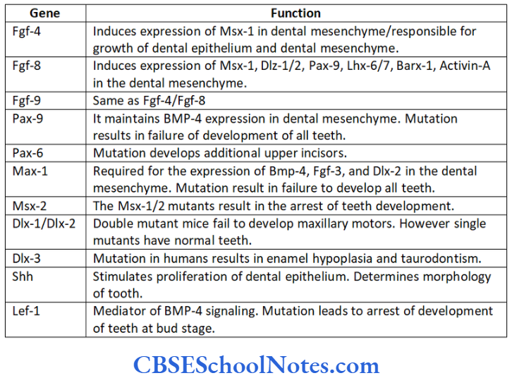 Genetics In Dentistry Genetics Genetics Of Developmental Disorders Of Teeth Some Important genes involved in tooth development