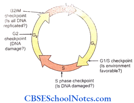 Genetics In Dentistry Genetics Of Cancer Checkpoint of cell cycle