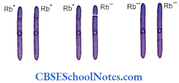 Genetics In Dentistry Genetics Of Cancer Presence of Rb genes on a homologous pair of chromosome