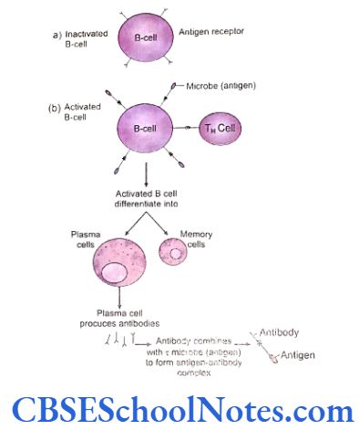 Genetics In Dentistry Genetics Of Immunity Schematic Diagram showing the activation of a B cell