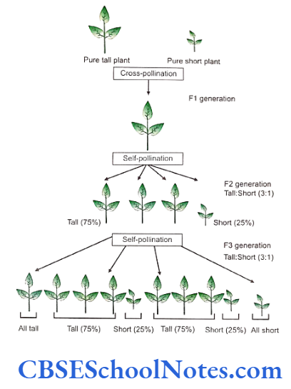 Genetics In Dentistry Introduction and Mendel's Laws of Inheritance Cross between tall and short plants