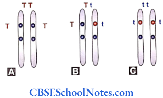 Genetics In Dentistry Introduction and Mendel's Laws of Inheritance Homologous pair of chromosomes