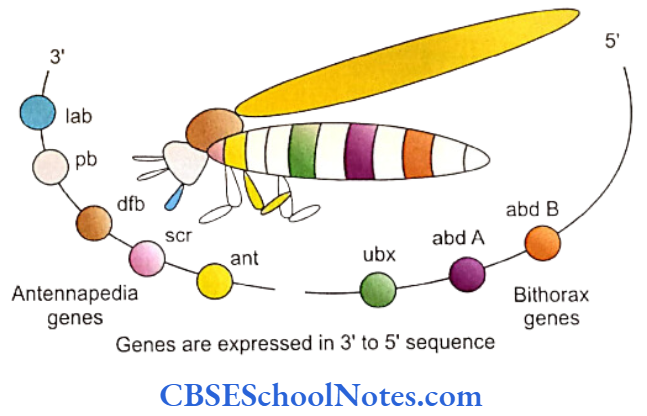 Genetics In Dentistry Molecular Control Of Development Diagram showing the arrangement of homeotic genes of Drosophila on chromosome number