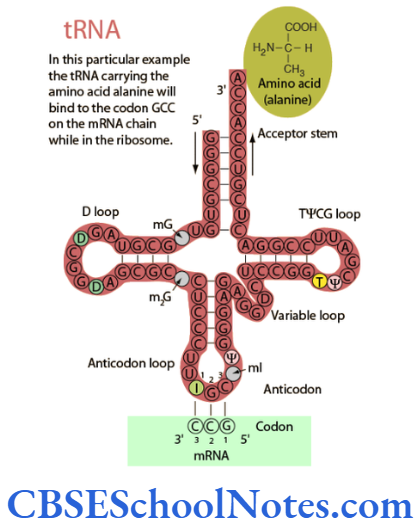 Genetics In Dentistry Structure of DNA and RNA Clover leaf model of tRNA