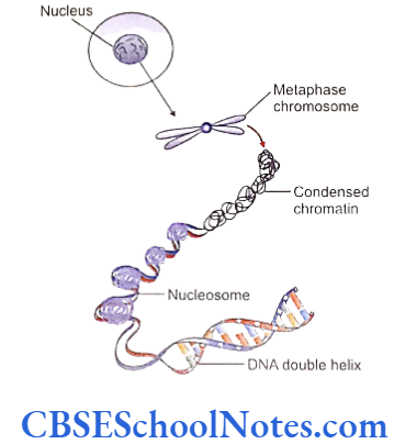 Genetics In Dentistry Structure of DNA and RNA DNA packs tightly into metaphase chromosomes