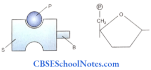 Structure Of DNA And RNA Notes - CBSE School Notes