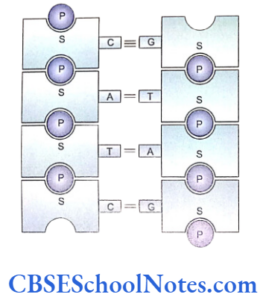 Structure Of DNA And RNA Notes - CBSE School Notes