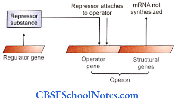Genetics In Dentistry Structure of Functions and Genes The operator gene is inhibited by the repressor