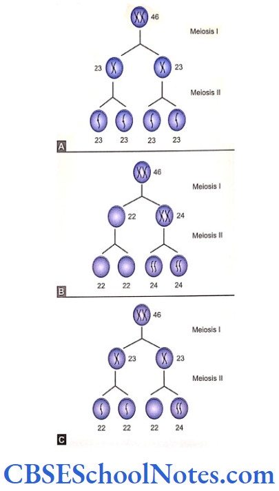 Genetics In Dentristry Chromosomal Anomalies Failure of separation of sister chromatids during meiosis 2