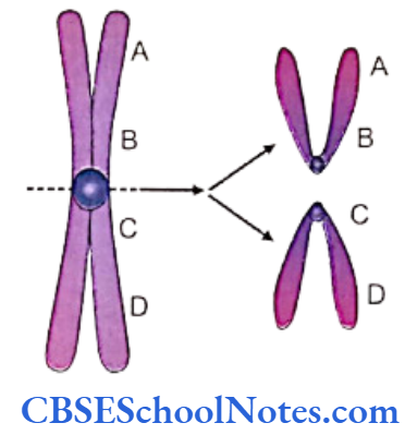 Genetics In Dentistry Chromosomal Anomalies Isochromosomes are formed due to abnormal splitting of centromere