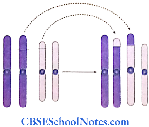 Genetics In Dentistry Chromosomal Anomalies Reciprocal translocation