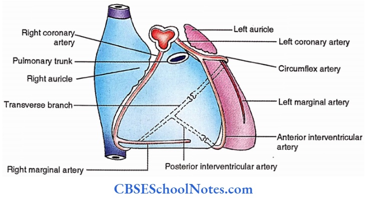 Heart Coronary Arteries Anterior View