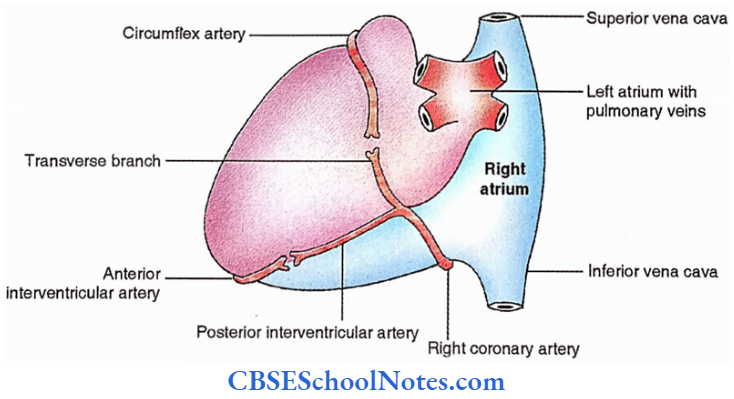 Heart Coronary Arteries Posterior View