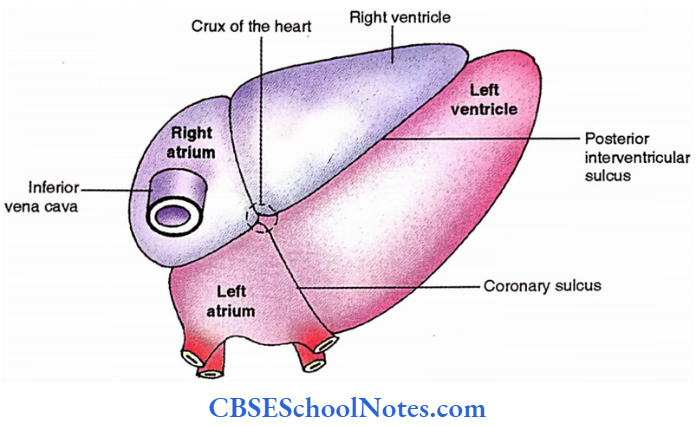 Heart Inferior View Of The Heart