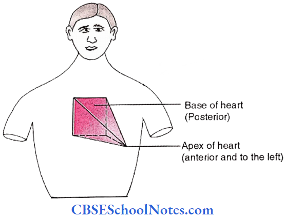 Heart Orientation Of The Heart In The Body