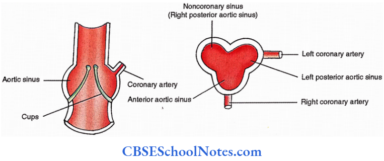 Heart Origin Of The Coronary Arteries