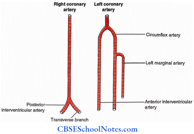 Heart Termination Of Right And Left Coronary Arteries A Relative Presentation