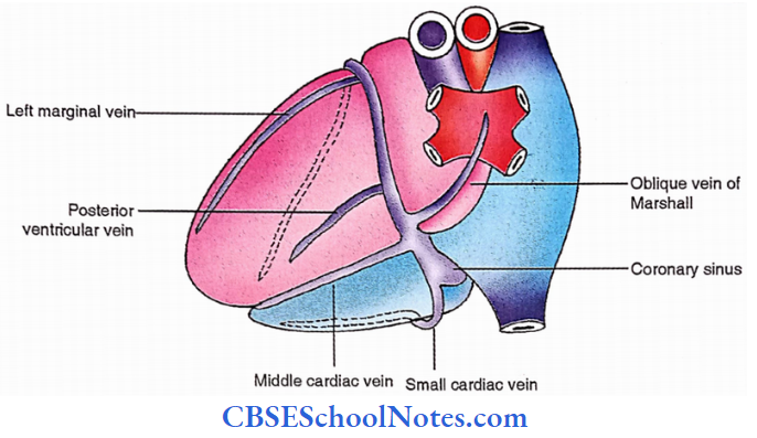 Heart Venous Drainage Of Heart Posterior View