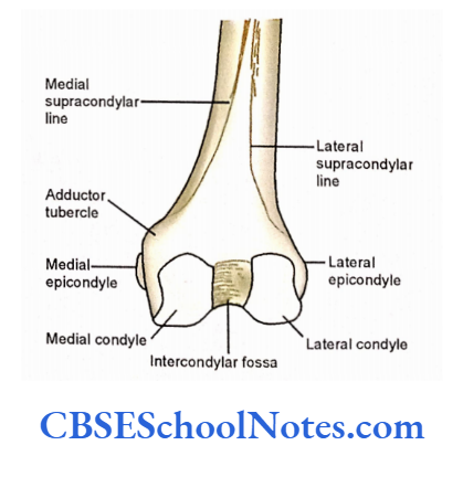 Human Osteology Introduction Condyles, epicondyles and tubercle at the lower end of femur