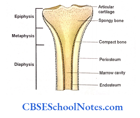 Human Osteology Introduction Longitudinal Section Of A Long Bone To Show Compact And Spongy Bones And Various Other Parts