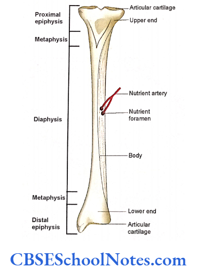 Human Osteology Introduction The Parts Of A Long Bone
