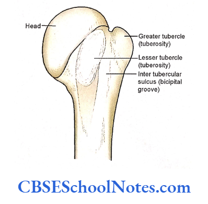 Human Osteology Introduction The bicipital Groove Of Humerus is the elongated deperession