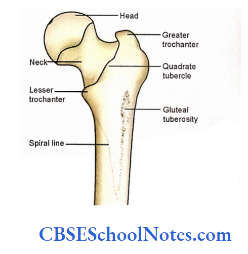Human Osteology Introduction The greater and lesser trochanters of femur