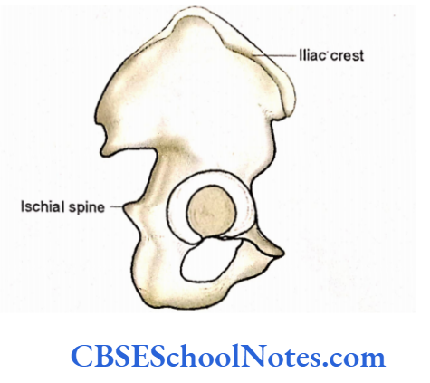 Human Osteology Introduction The iliac crest of hip bone