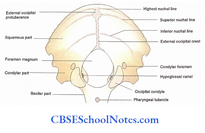 Human Osteology Introduction The occipital bone showing crest, nuchal lines and protuberance