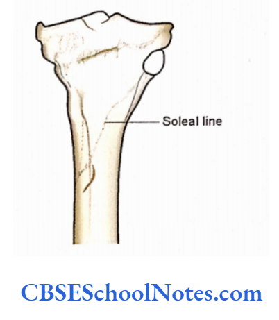 Human Osteology Introduction The soleal line of tibia
